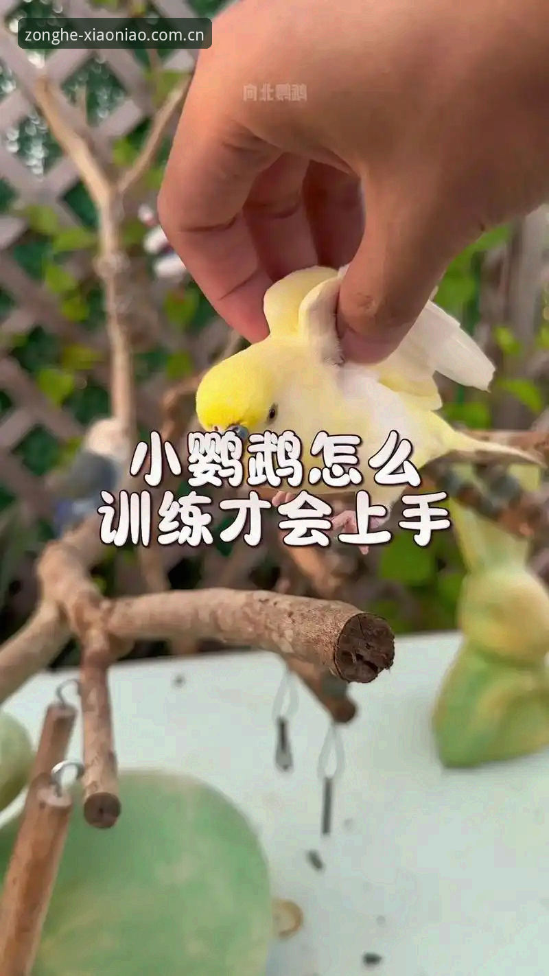 小鸟体育功能使用技巧如何提升观赛体验？